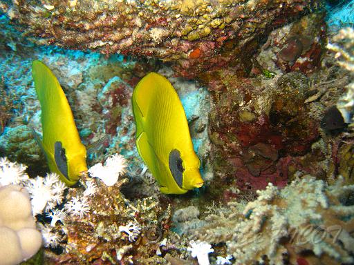 Papillon jaune masqué - Chaetodon semilarvatus (3).JPG